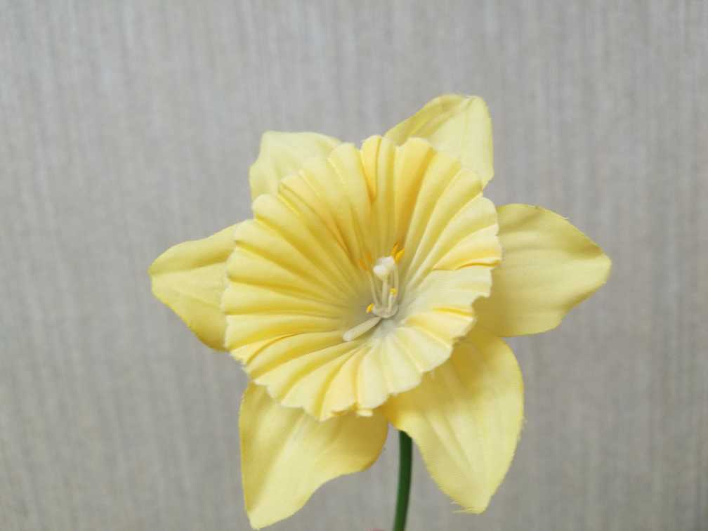 Spring daffodil sales raise funds for American Cancer Society